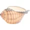 Meeresschnecke mit Kerzenhalter 