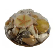 Korb voller Muscheln 